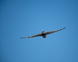 Brown Pelican