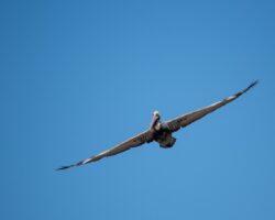 Brown Pelican