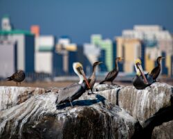 Brown Pelican & Double-crested Cormorant