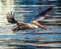 Brown Pelican in Flight