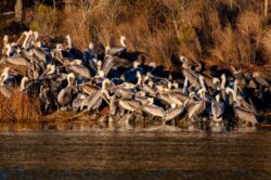 Brown Pelicans