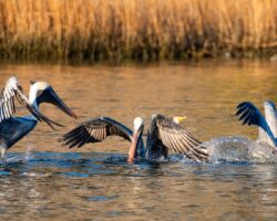 Brown Pelicans Fishing