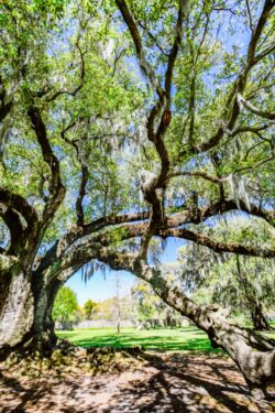 Tree of Life - Garden District
