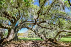 Tree of Life - Garden District