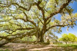 Tree of Life - Garden District