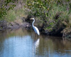 Great Egret