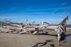 Driftwood Beach