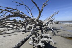 Driftwood Beach