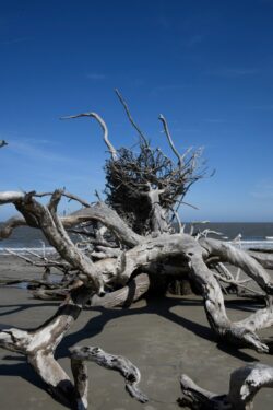 Driftwood Beach