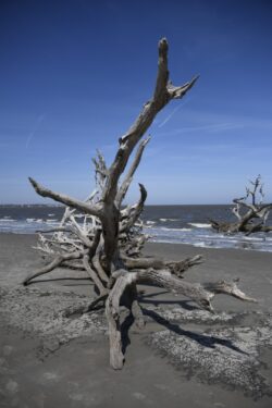 Driftwood Beach