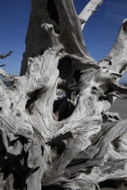 Driftwood Beach