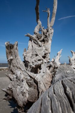 Driftwood Beach