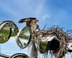 Osprey (Fish Hawk) Nest