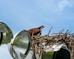 Osprey (Fish Hawk) Nest