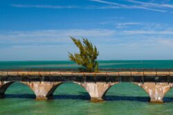 Fred the Tree - The Keys FL