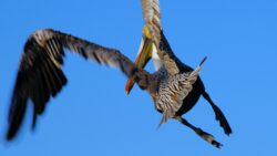 Brown Pelican Bugging Out