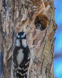 Downy Woodpecker Male and Female