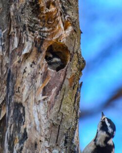 Downy Woodpecker Male and Female