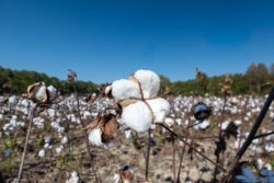 Cotton Field