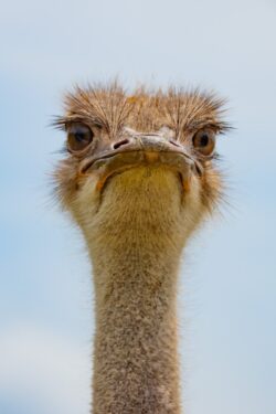 North African Ostrich