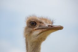 North African Ostrich