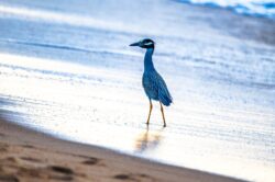Yellow-crowned Night-Heron