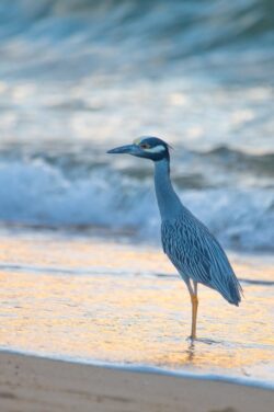 Yellow-crowned Night-Heron