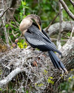 Anhinga, AKA Snakebird or Water Turkey