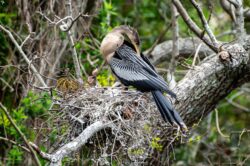 Anhinga, AKA Snakebird or Water Turkey
