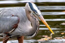 Great Blue Heron