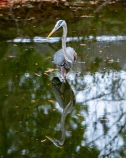 Great Blue Heron