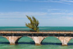 Fred the Tree - The Keys FL