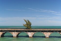 Fred the Tree - The Keys FL