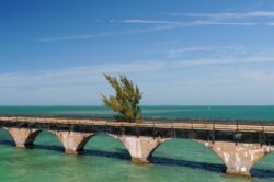 Fred the Tree - The Keys FL