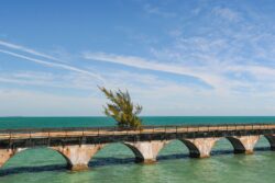 Fred the Tree - The Keys FL