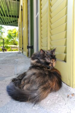 Another lazy Cat at Hemingway's House