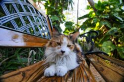 Lounging by the Pool