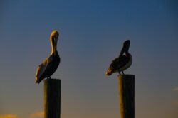 Brown Pelican