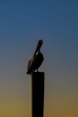 Brown Pelican