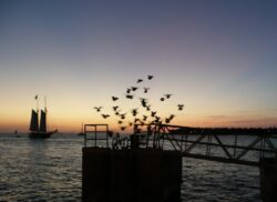 Key West Sunset Celebration