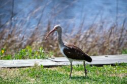 American White Ibis