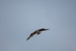 Osprey (Fish Hawk)