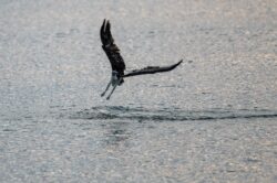 Osprey (Fish Hawk)