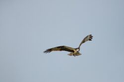 Osprey (Fish Hawk)