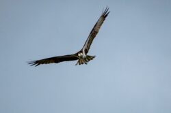 Osprey (Fish Hawk)