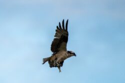 Osprey (Fish Hawk)