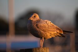 American Herring Gull