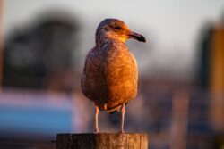 American Herring Gull