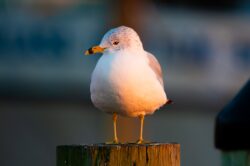 Ring-billed Gull