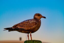 American Herring Gull